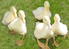 smallducklings-w.jpg