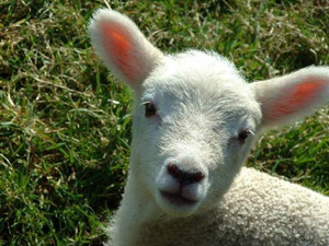 smalllamb.jpg