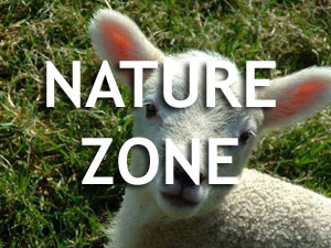 naturezonelink.jpg